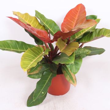 Philodendron 'Prince of Orange'