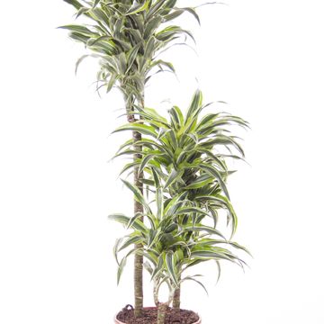 Dracaena fragrans 'Surprise'