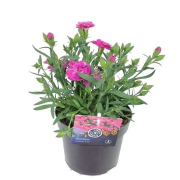 Dianthus CODE PINK