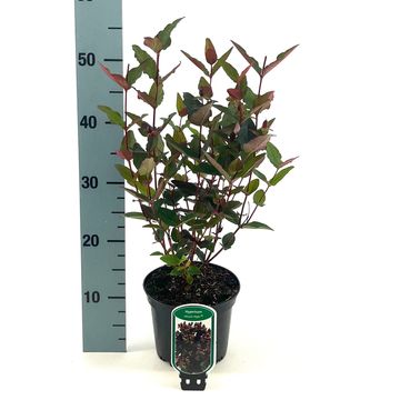 Hypericum MIRACLE NIGHT