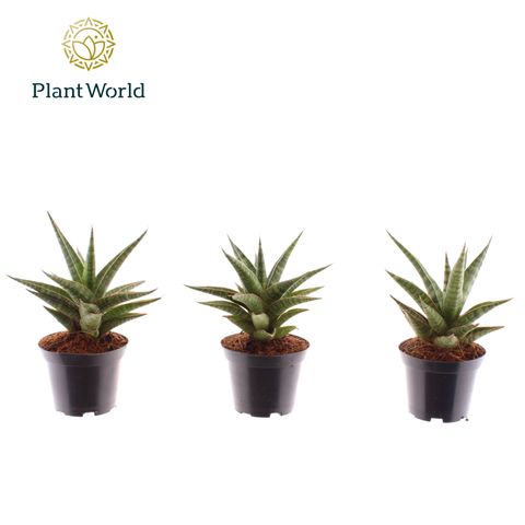 Sansevieria 'Boogie Woogie'