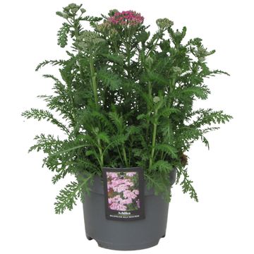 Achillea millefolium  MILLY ROCK ROSE