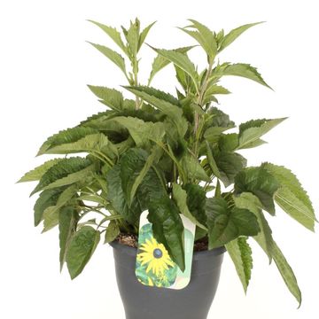 Rudbeckia fulgida 'Goldsturm'