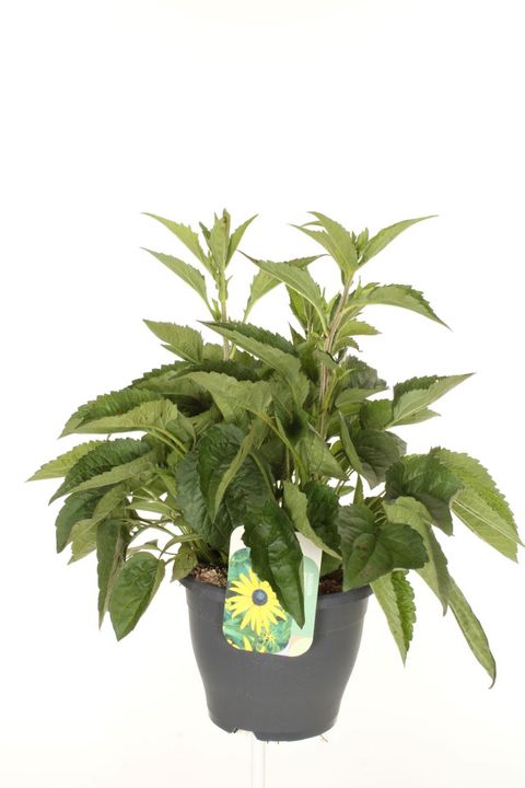 Rudbeckia fulgida 'Goldsturm'