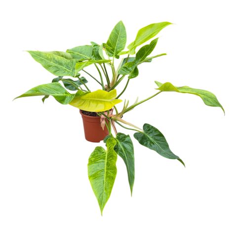 Philodendron 'Calkins Gold'