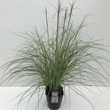 Miscanthus sinensis RED CLOUD