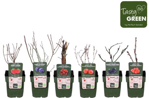 Plantes fruitières MIX