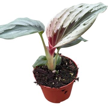 Cornukaempferia aurantiflora 'Jungle Silver'
