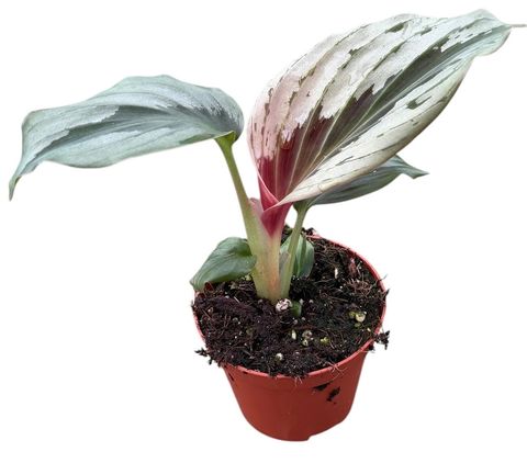Cornukaempferia aurantiflora 'Jungle Silver'