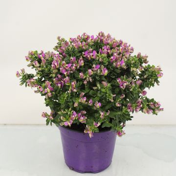 Polygala myrtifolia BIBI PINK