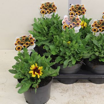 Gaillardia aristata SPINTOP RED STARBURST