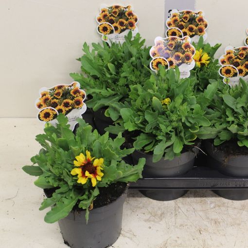 Gaillardia aristata SPINTOP RED STARBURST — Plant Wholesale FlorAccess