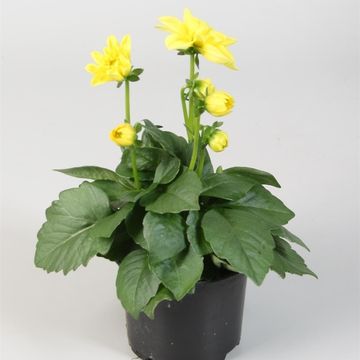 Dahlia DAHLIETTA MIX