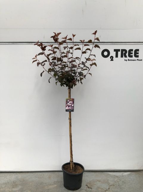 Physocarpus opulifolius LADY IN RED