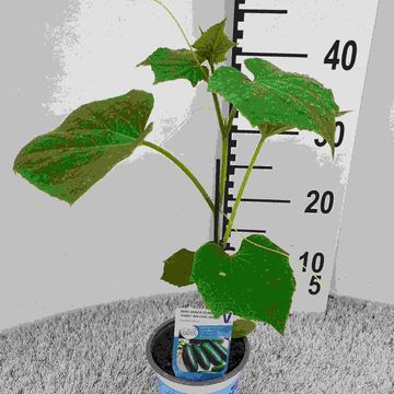 Cucumis sativus 'Minero'