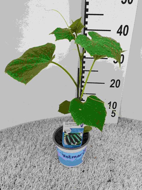 Cucumis sativus 'Minero'