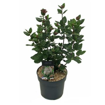 Viburnum tinus 'Rock 'n Rolla'