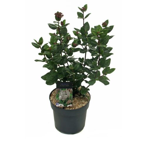 Viburnum tinus 'Rock 'n Rolla'