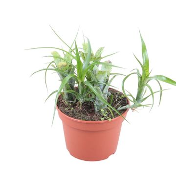 Neoregelia pauciflora