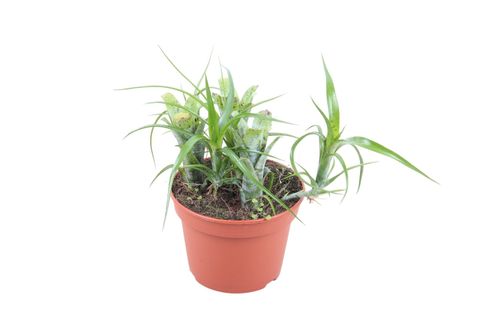 Neoregelia pauciflora