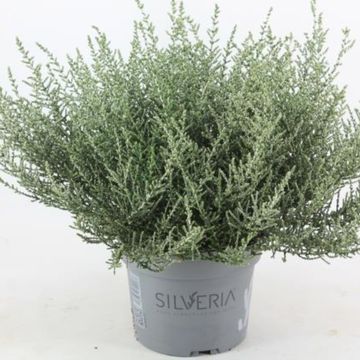 Olearia lepidophylla