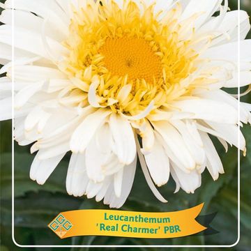 Leucanthemum x superbum 'Real Charmer'