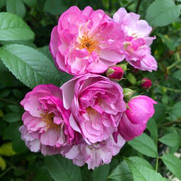 Rosa LAVENDER SILUETTA