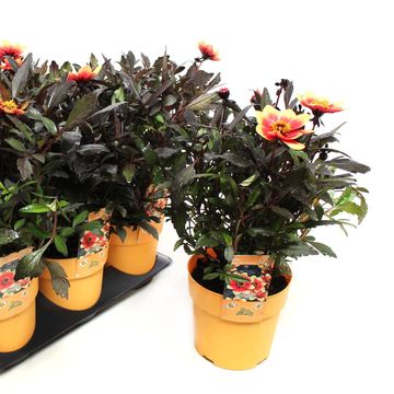 Dahlia HAPPY DAYS BICOLOUR YELLOW-RED