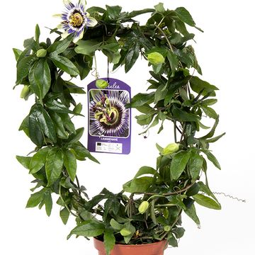 Passiflora caerulea