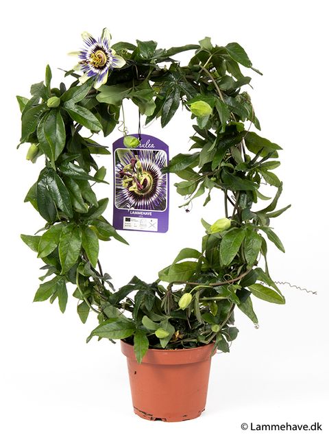 Passiflora caerulea