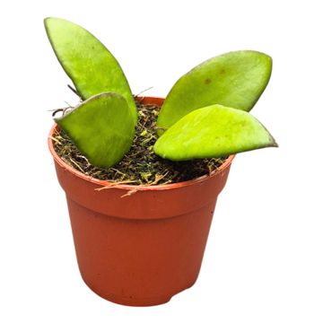 Hoya davidcummingii