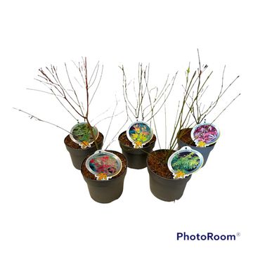 Acer palmatum MIX