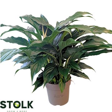 Spathiphyllum 'Queeny'