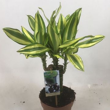 Dracaena fragrans 'Diamond Dream'