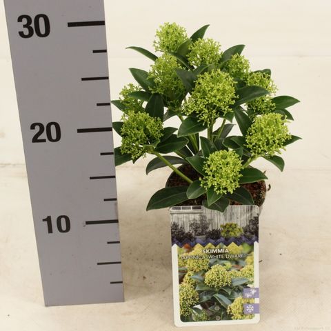 Skimmia japonica WHITE DWARF