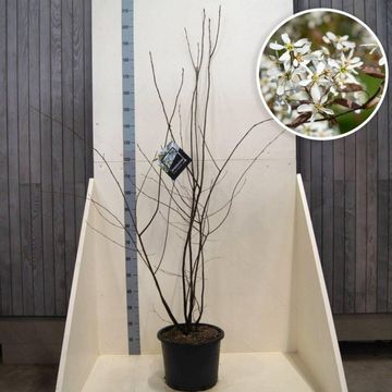 Amelanchier lamarckii