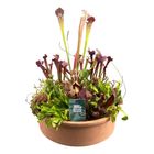 Carnivorous plants MIX