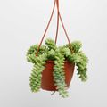 Sedum burrito