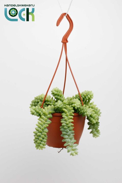Sedum burrito