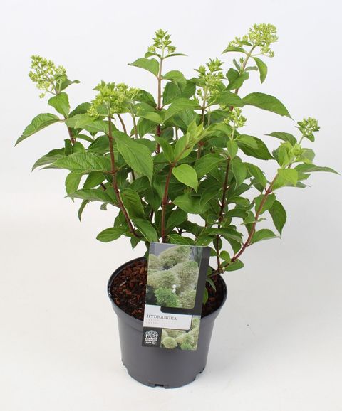 Hydrangea paniculata SKYFALL