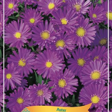 Aster MIX