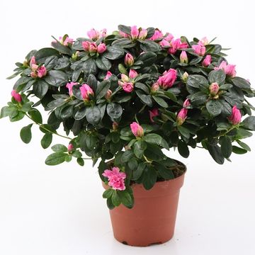 Rhododendron 'Inka'