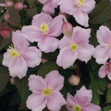 Clematis 'Mayleen' (M)