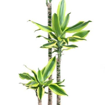 Dracaena fragrans 'Lemon Dream'