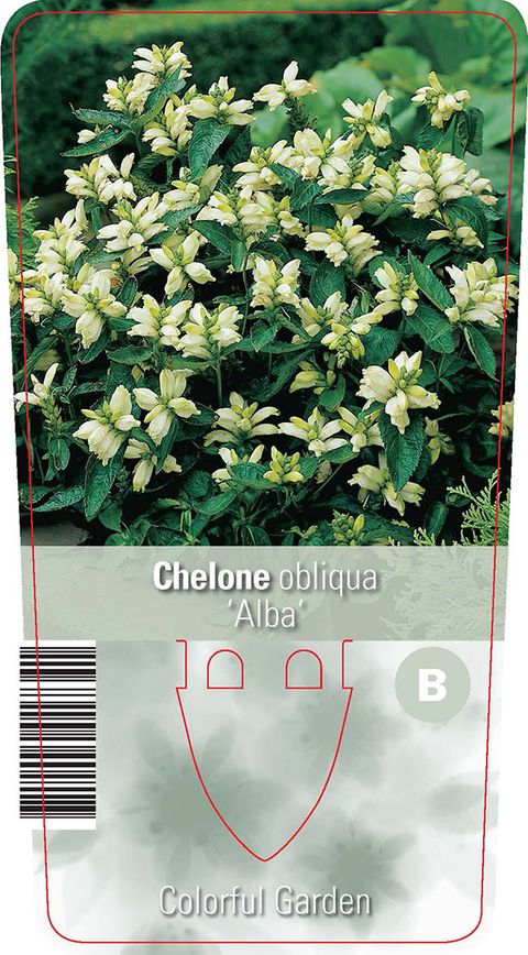 Chelone obliqua 'Alba'