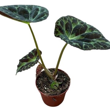 Begonia barsalouxiae