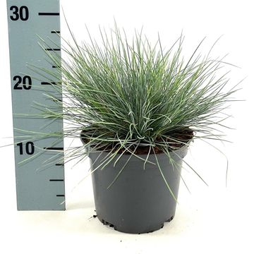 Festuca glauca 'Elijah Blue'