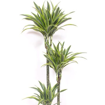 Dracaena fragrans 'Lemon Lime'