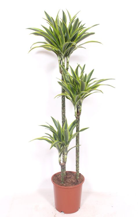 Dracaena fragrans 'Lemon Lime'