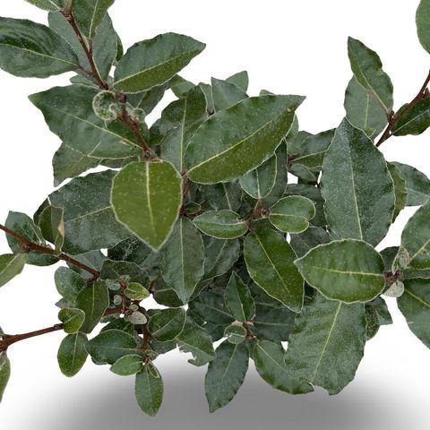 Elaeagnus x ebbingei 'Compacta'